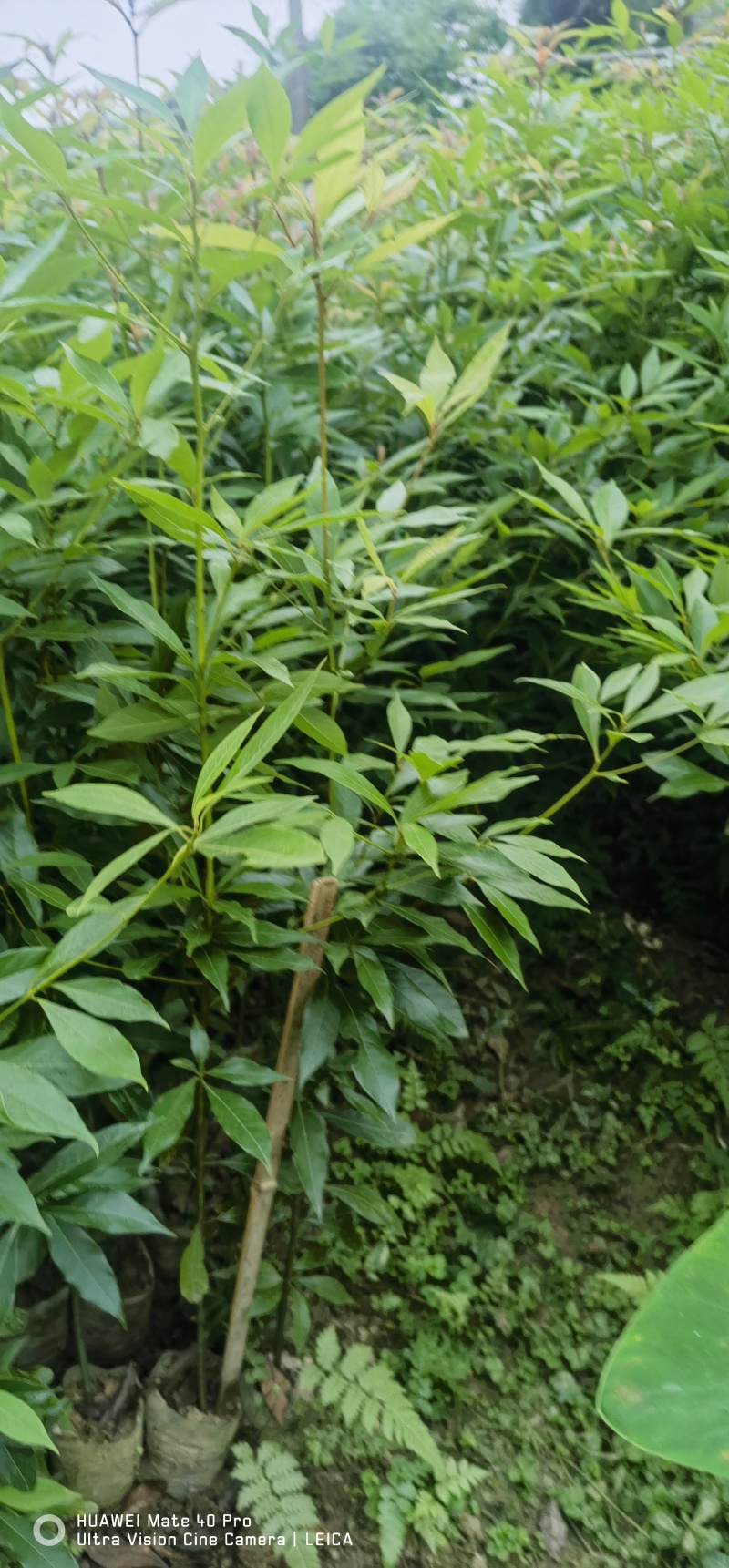 金丝楠木杯苗无妨布袋苗质量保证手续齐全