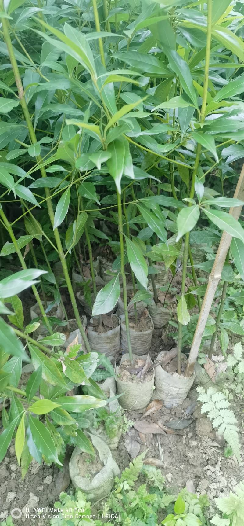 金丝楠木杯苗无妨布袋苗质量保证手续齐全