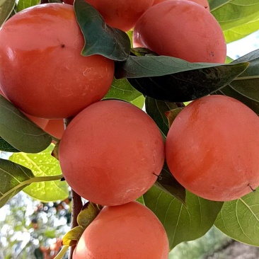 产地直供火葫芦现货收购中——欢迎采购