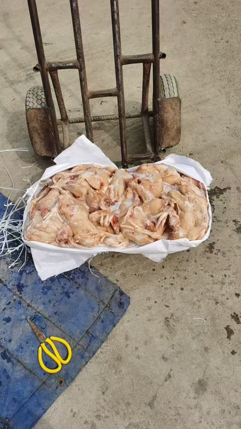 二级肉食鸡20公斤2-3斤