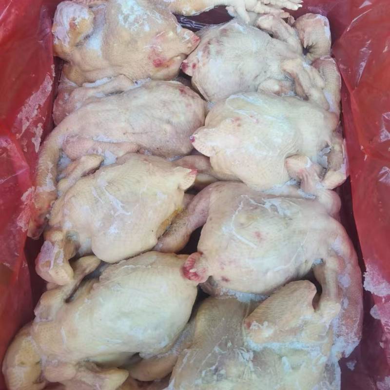 肉食鸡8只东北干货