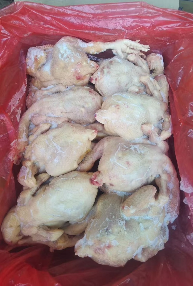 肉食鸡8只东北干货