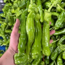精品芜湖薄皮椒
