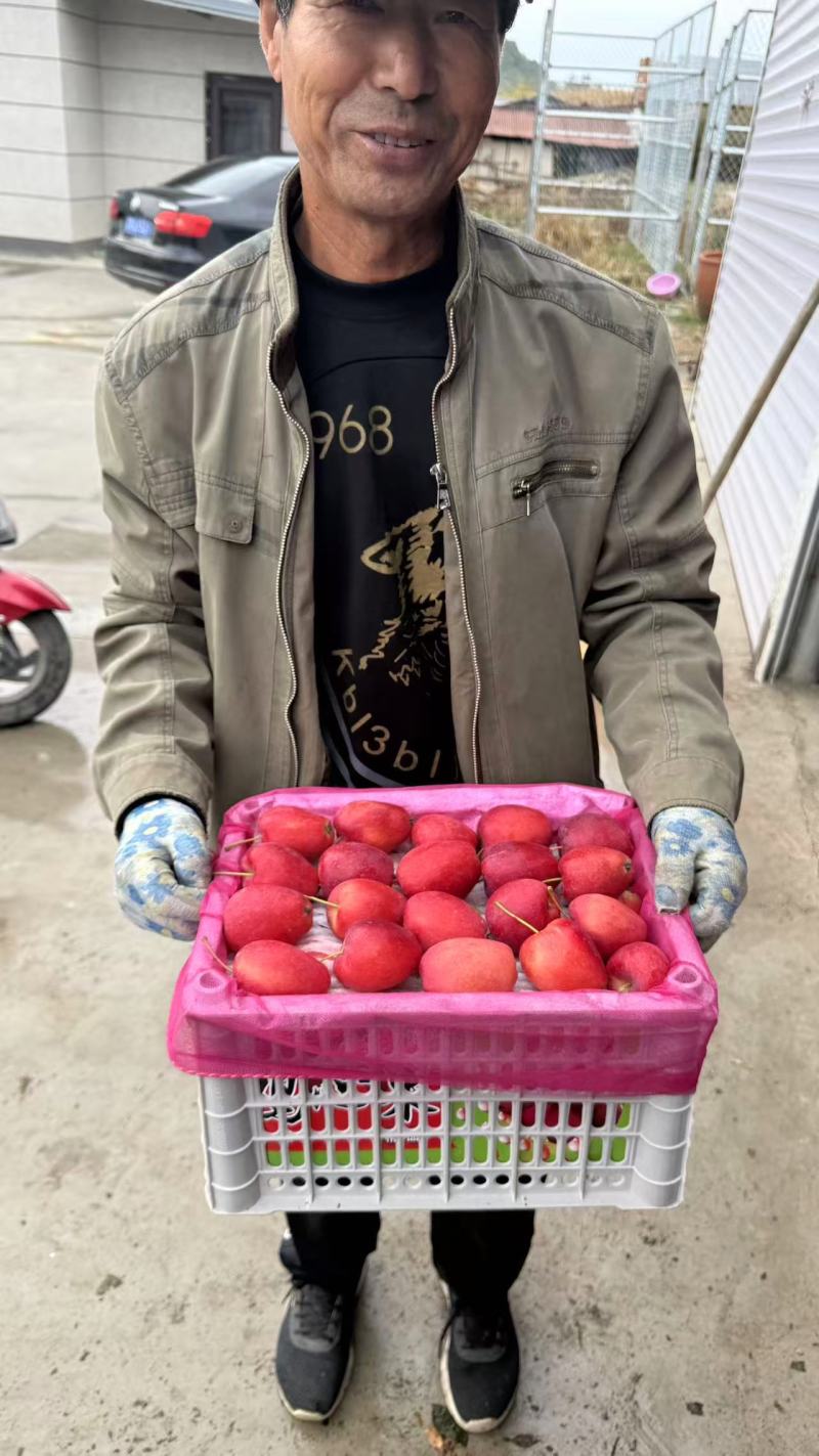 鸡果大量上市，产地直发，品质保证，服务周到，诚信经营