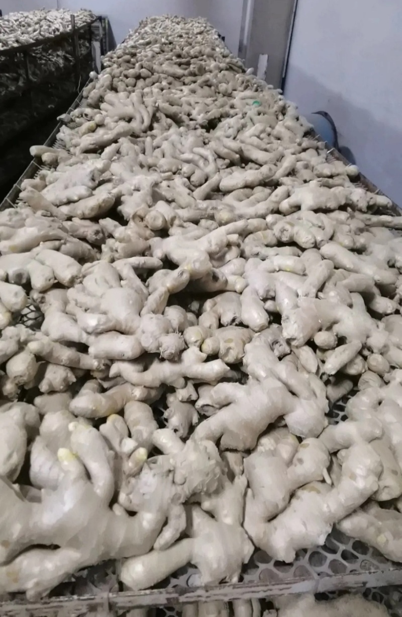 山东大黄姜，姜块，碎姜，水洗姜，风干姜老姜姜母都有