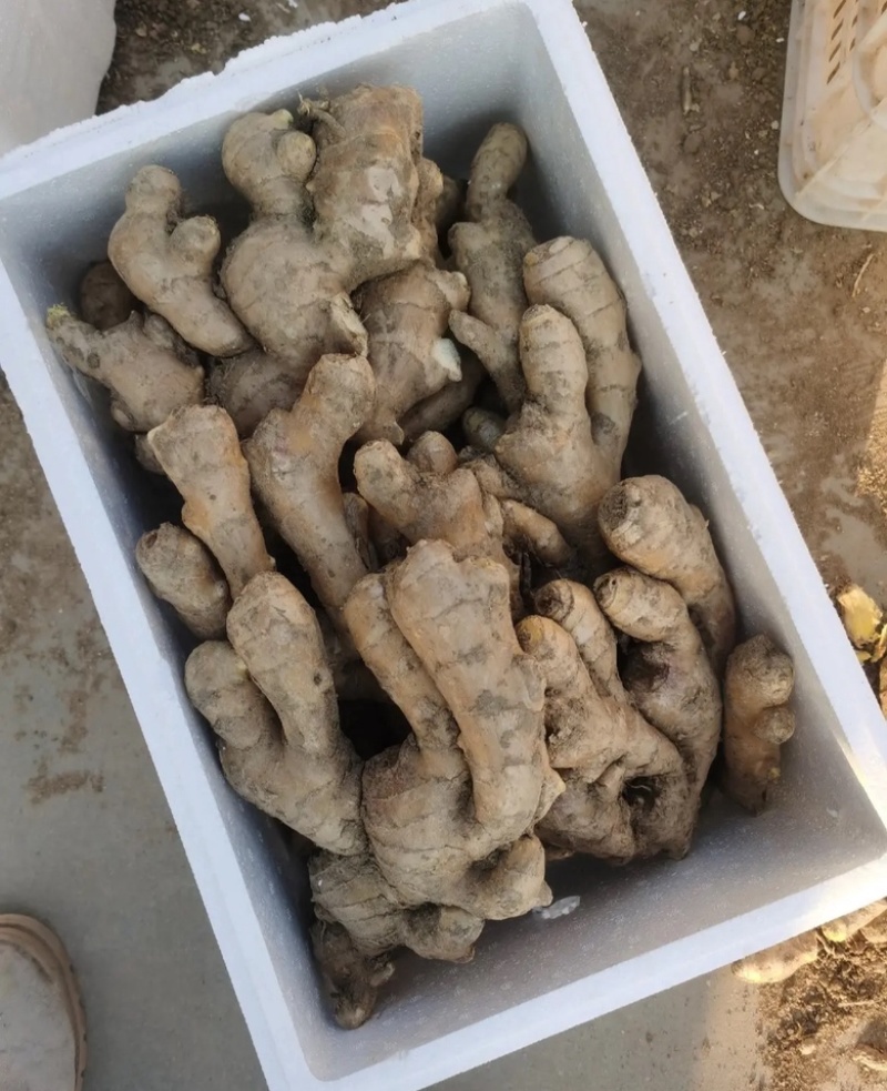 山东大黄姜，姜块，碎姜，水洗姜，风干姜老姜姜母都有