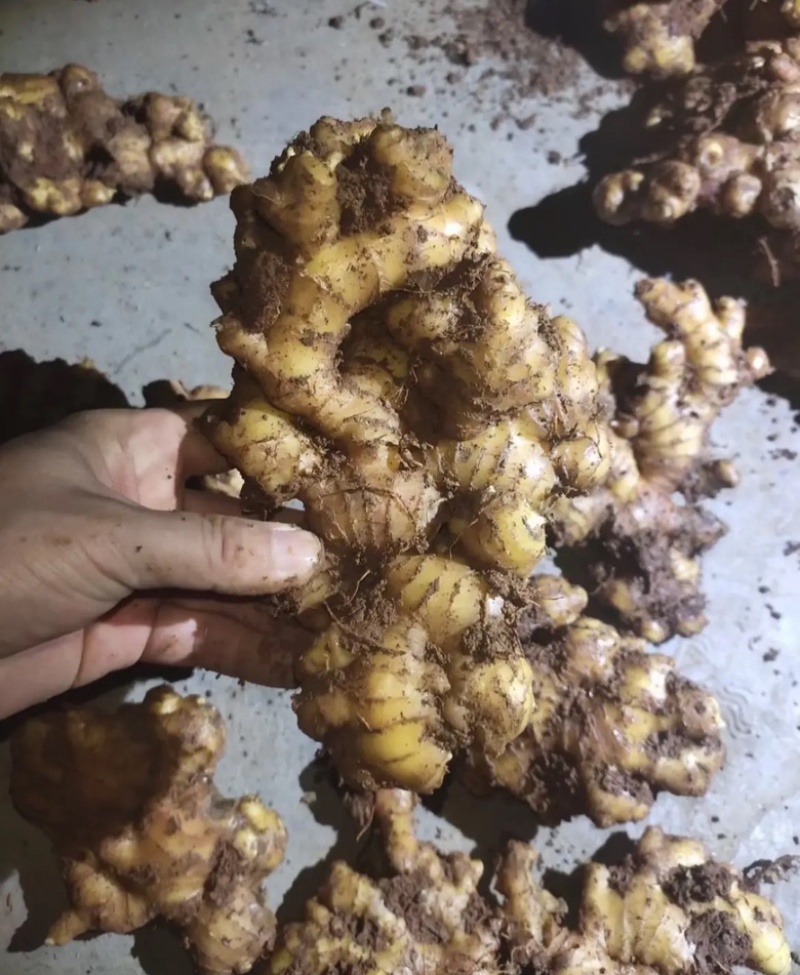 山东大黄姜，姜块，碎姜，水洗姜，风干姜老姜姜母都有