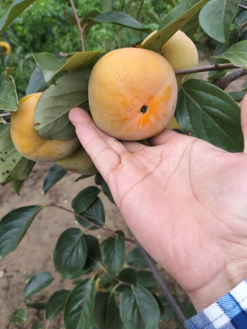 阳丰甜柿