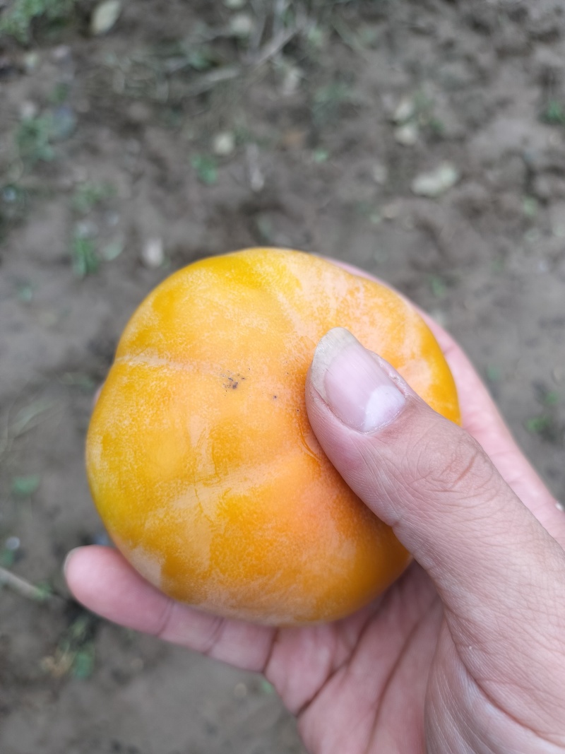 阳丰甜柿