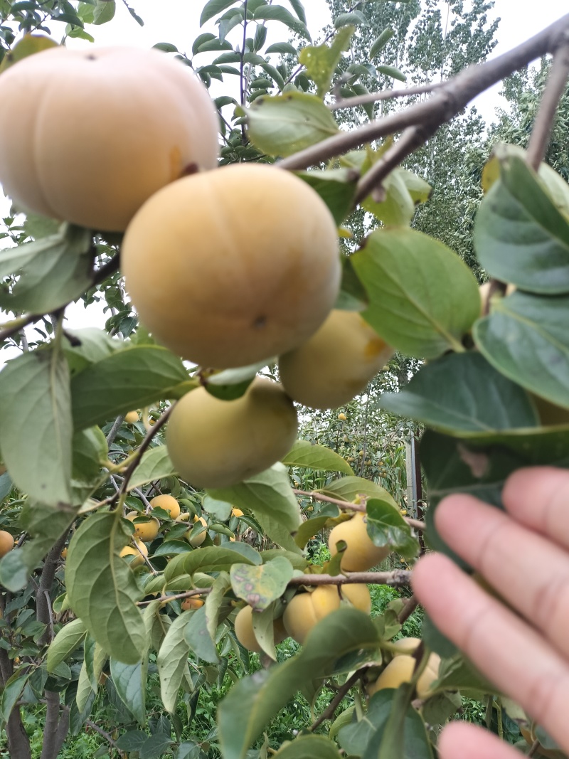 阳丰甜柿