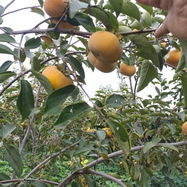 阳丰甜柿