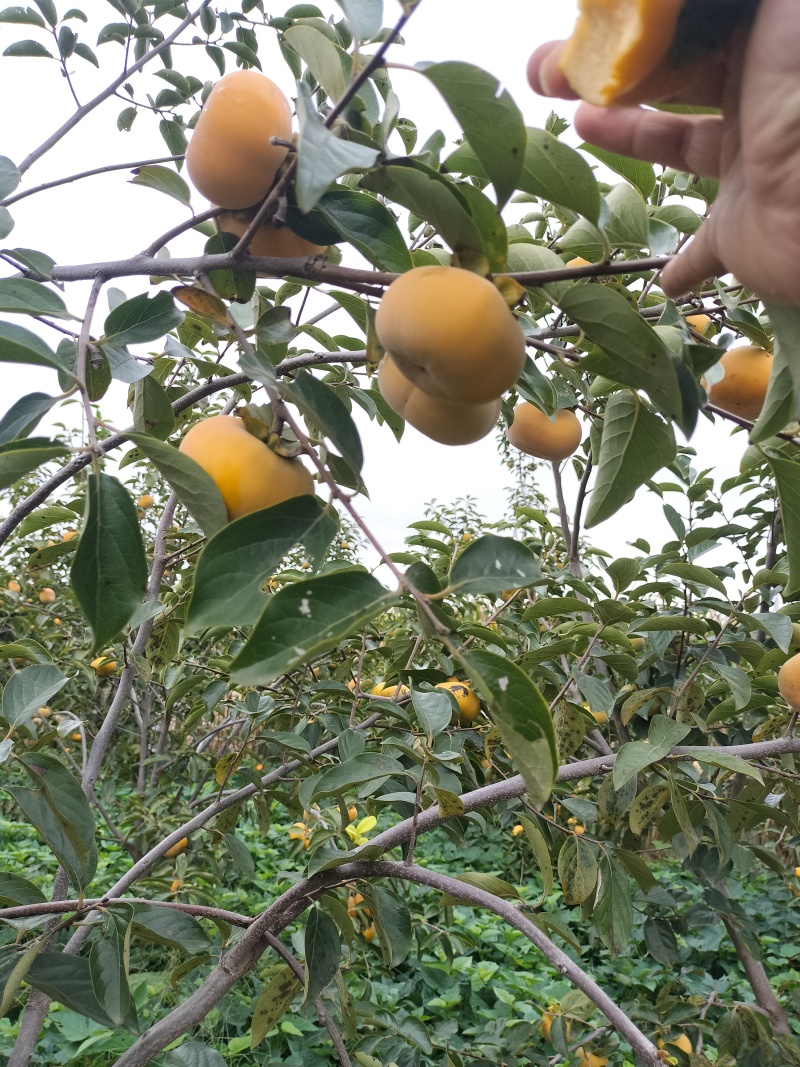 阳丰甜柿