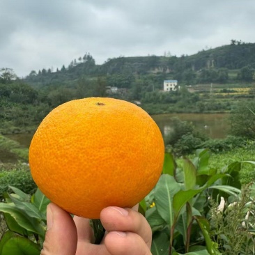 橙子