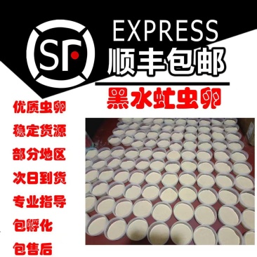 黑水虻虫卵