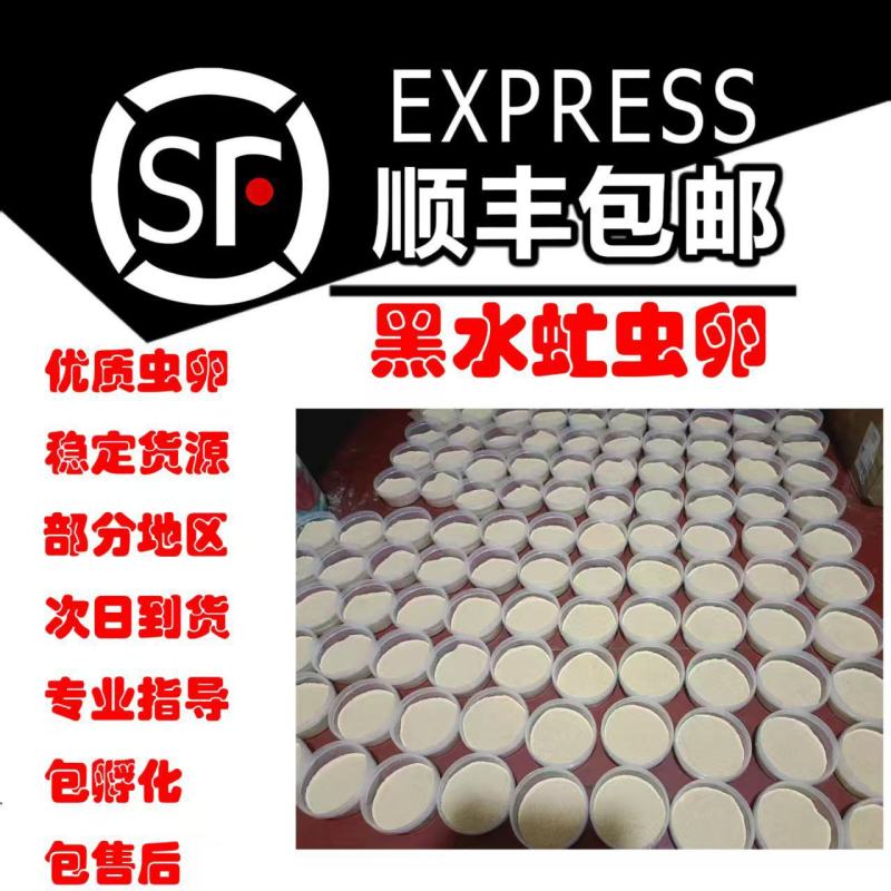 黑水虻虫卵