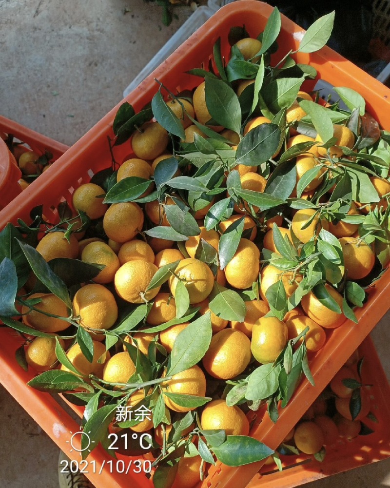 江西新余蜜橘百亩高产一手货源专业对接市场社区团购电商平台