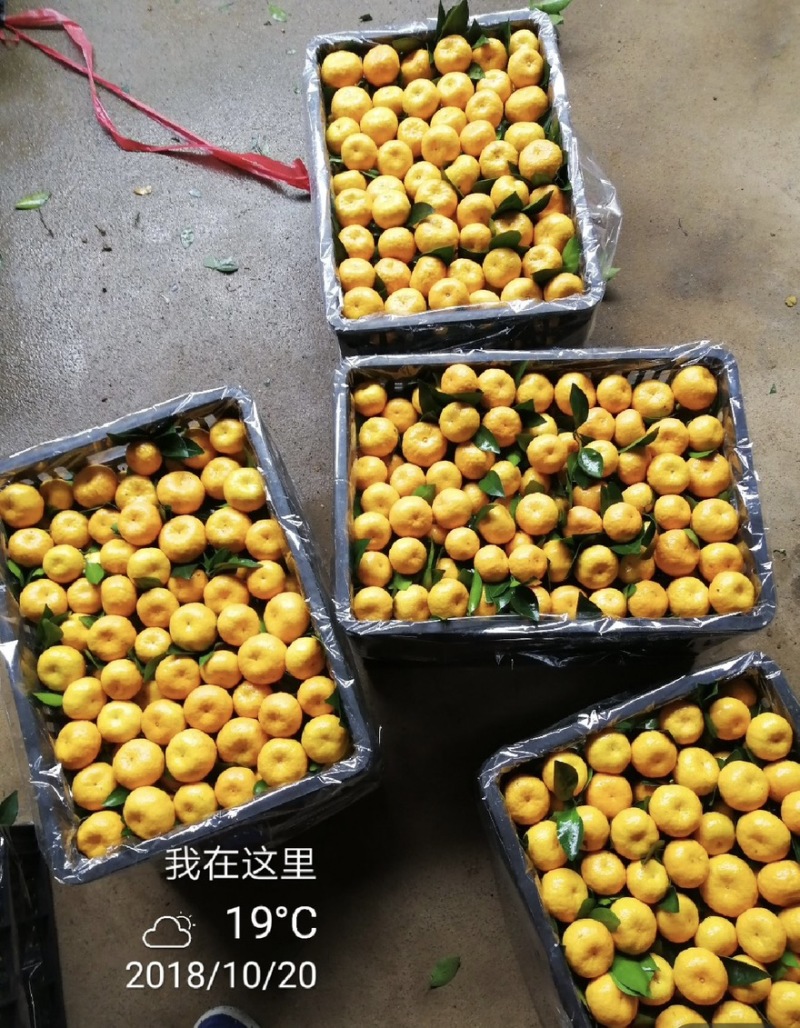 江西新余蜜橘百亩高产一手货源专业对接市场社区团购电商平台