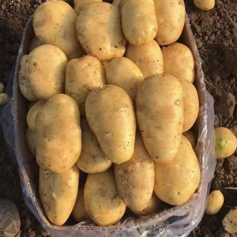【推荐】土豆黄心土豆，量大从优产地代发全国，品质保证