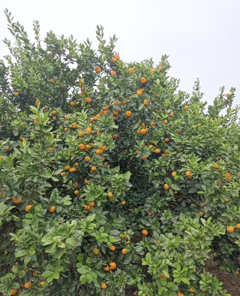 江西蜜广，无籽无渣，对接多多仓市场社区电商平台