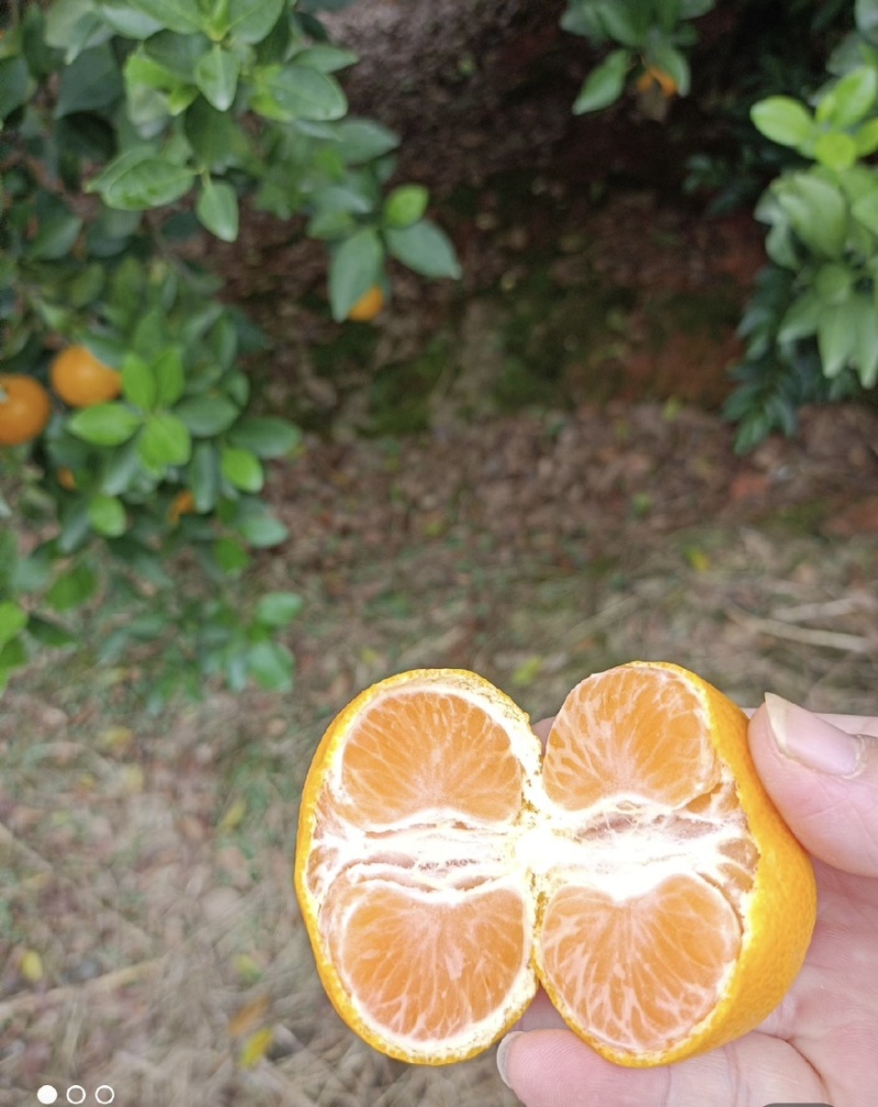 江西蜜广，无籽无渣，对接多多仓市场社区电商平台