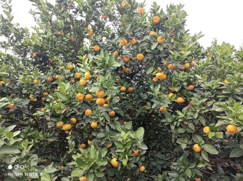 江西蜜广，无籽无渣，对接多多仓市场社区电商平台