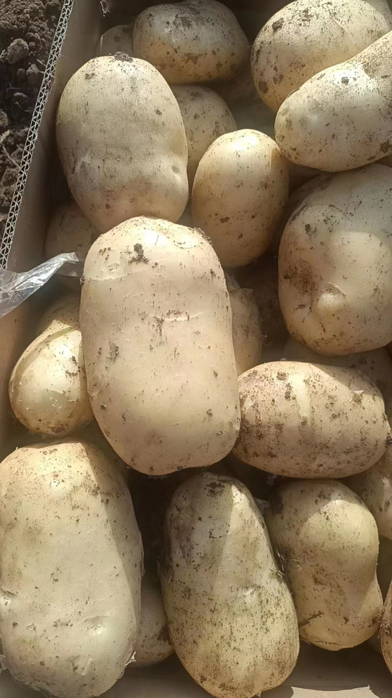 【推荐】土豆黄心土豆，量大从优产地代发全国，品质保证
