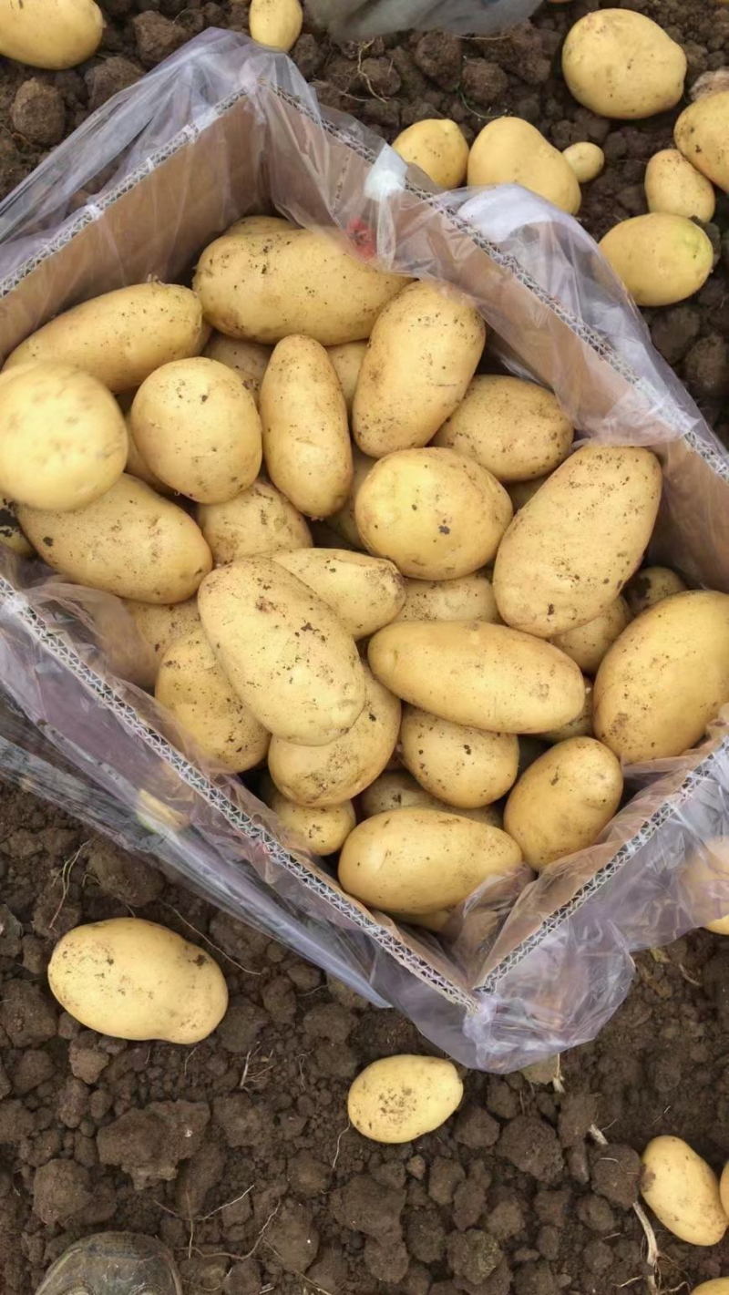 【推荐】土豆黄心土豆，量大从优产地代发全国，品质保证