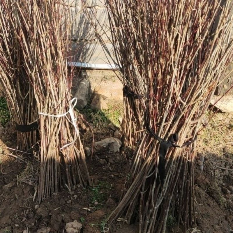 野生山茱萸树苗枣皮中药材河南种植山萸药材绿化嫁接