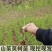 野生山茱萸树苗枣皮中药材河南种植山萸药材绿化嫁接
