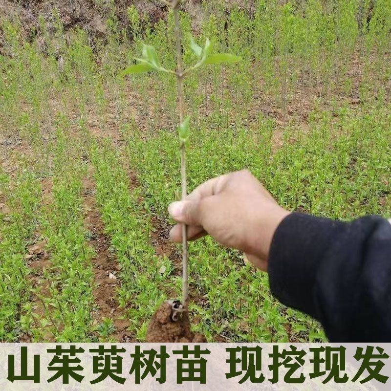 野生山茱萸树苗枣皮中药材河南种植山萸药材绿化嫁接
