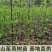 野生山茱萸树苗枣皮中药材河南种植山萸药材绿化嫁接