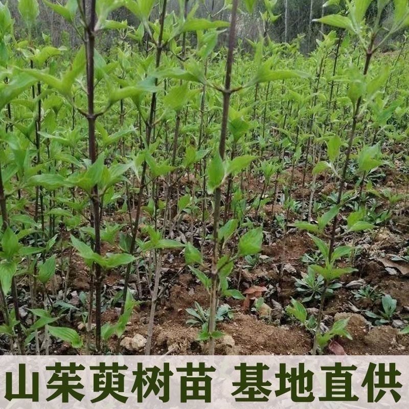 野生山茱萸树苗枣皮中药材河南种植山萸药材绿化嫁接