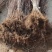 野生山茱萸树苗枣皮中药材河南种植山萸药材绿化嫁接