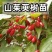 野生山茱萸树苗枣皮中药材河南种植山萸药材绿化嫁接