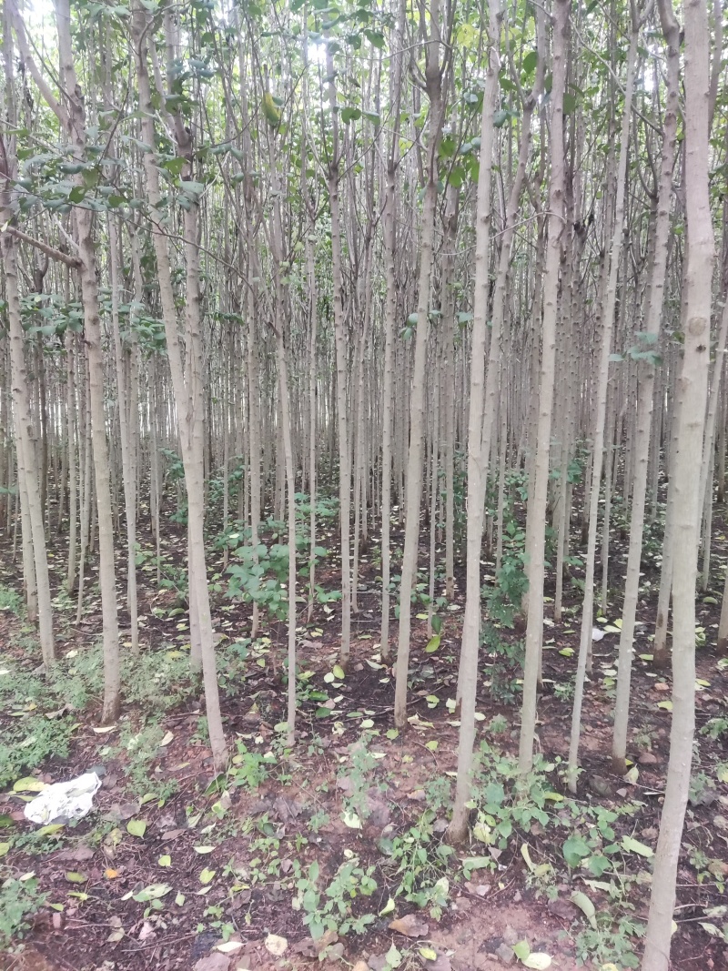 杜仲树