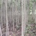 杜仲树