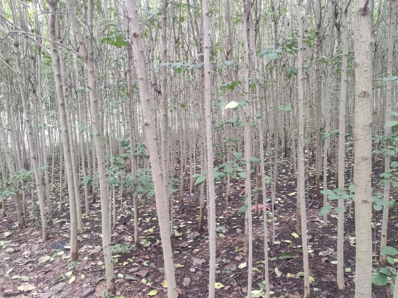 杜仲树