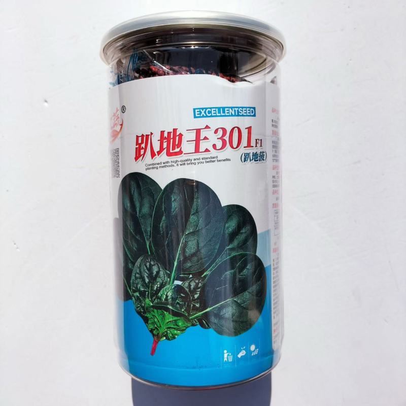 趴地王301菠菜品种种子耐寒性强叶绿圆叶品种种子