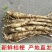 新鲜桔梗精选三年以上农家现挖原生态高海拔狗宝减菜干包邮桔