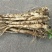 新鲜桔梗精选三年以上农家现挖原生态高海拔狗宝减菜干包邮桔