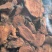 红景天批发各种规格中药材红景天质量保证量大从优