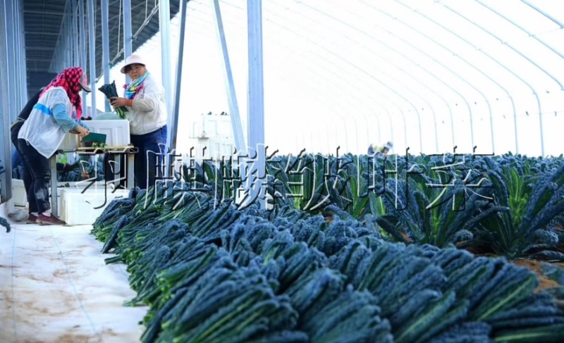 进口羽麒麟2号皱叶菜苗大田基地专用