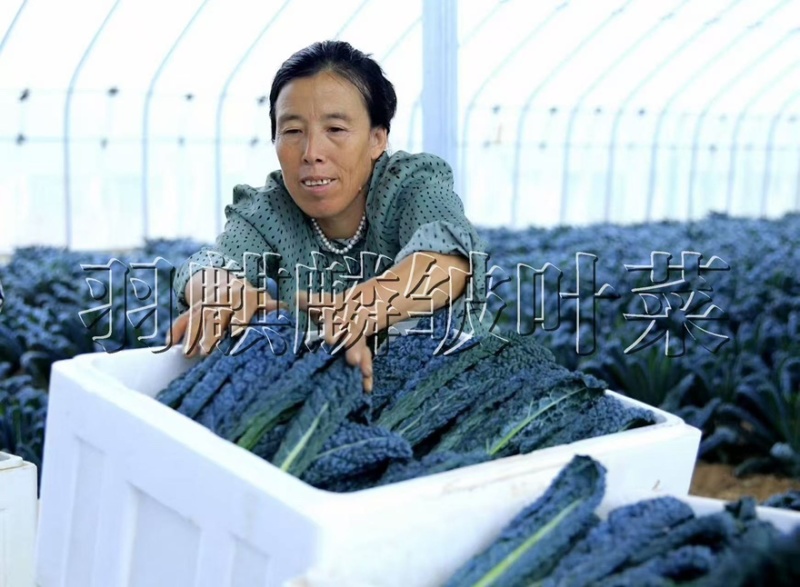 进口羽麒麟2号皱叶菜苗大田基地专用