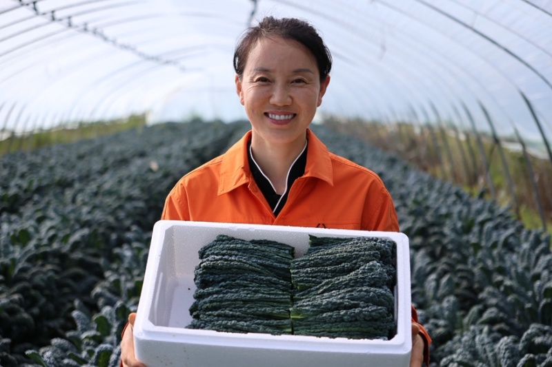 进口羽麒麟2号皱叶菜苗大田基地专用
