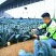 进口羽麒麟2号皱叶菜苗大田基地专用
