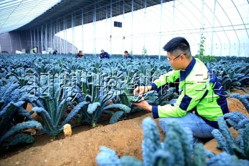 进口羽麒麟2号皱叶菜苗大田基地专用