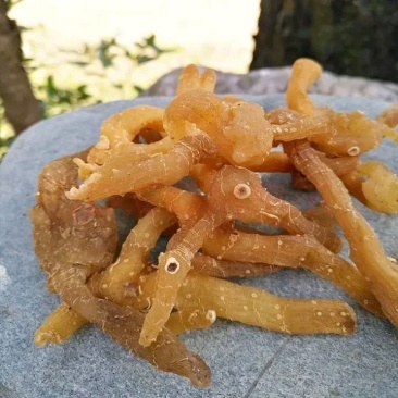 黄精野生非九蒸九晒黄精中药材鸡头黄精泡酒即食手工挑选大个