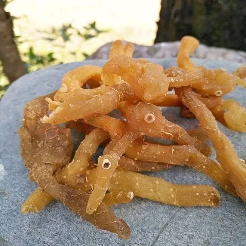黄精野生非九蒸九晒黄精中药材鸡头黄精泡酒即食手工挑选大个