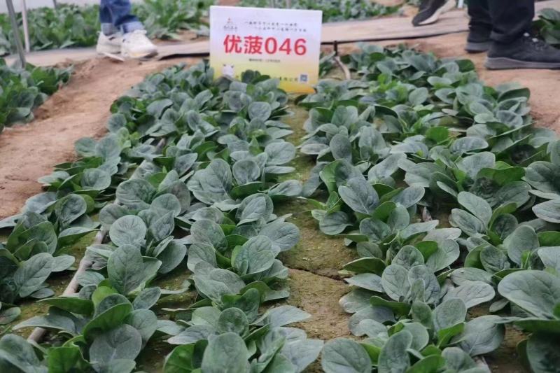 鼎优农业优菠046菠菜种子圆叶浓绿油亮大叶菠菜种籽春秋播