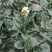 鼎优农业优菠046菠菜种子圆叶浓绿油亮大叶菠菜种籽春秋播